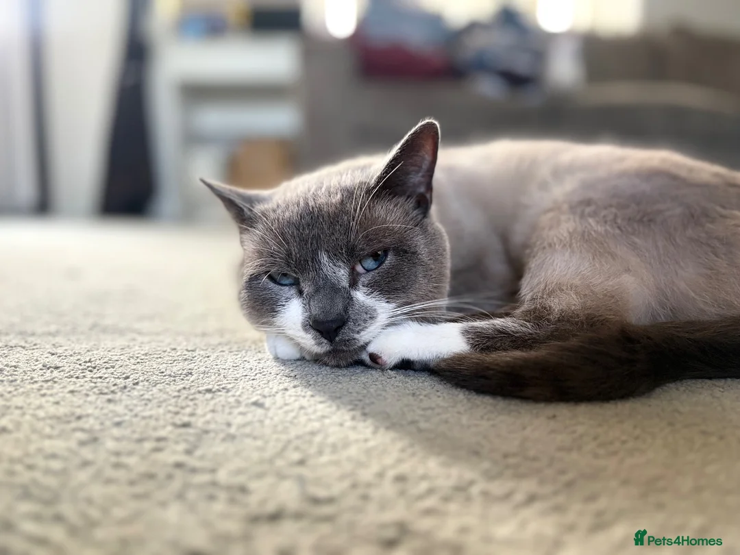 Siamese cats for sale: Siamese Ragdoll cat 4-5 years old  - Advert 1