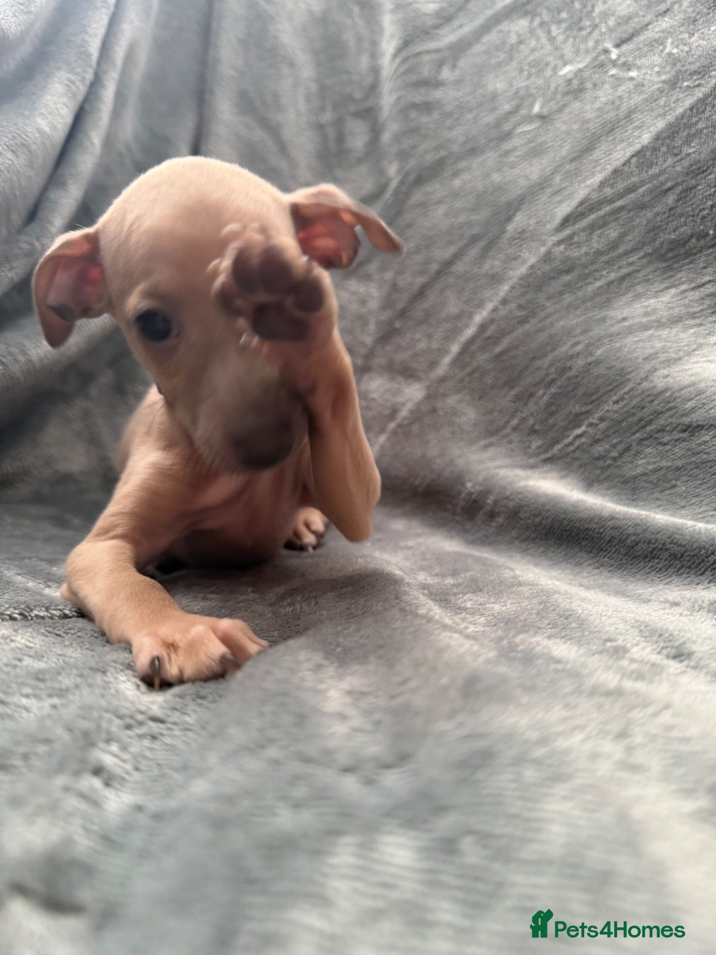 Italian Greyhound dogs 4 KC registered Italian Greyhound puppies 🐾🩵🩷 - Advert 2