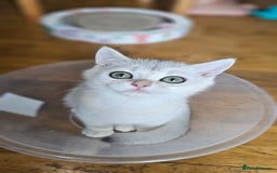 British Shorthair cats for sale: British Shorthair Kittens – Golden & Silver Shaded - Image 12