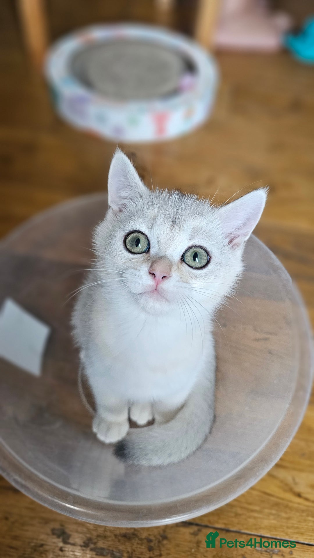 British Shorthair cats for sale: British Shorthair Kittens – Golden & Silver Shaded - Image 12