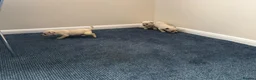 Chihuahua dogs for sale: Chihuahua puppies  in Glasgow - Advert 6