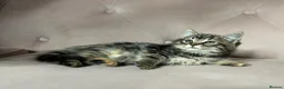 Mixed Breed cats for sale: Part Maine Coon kitten, ready - Advert 3