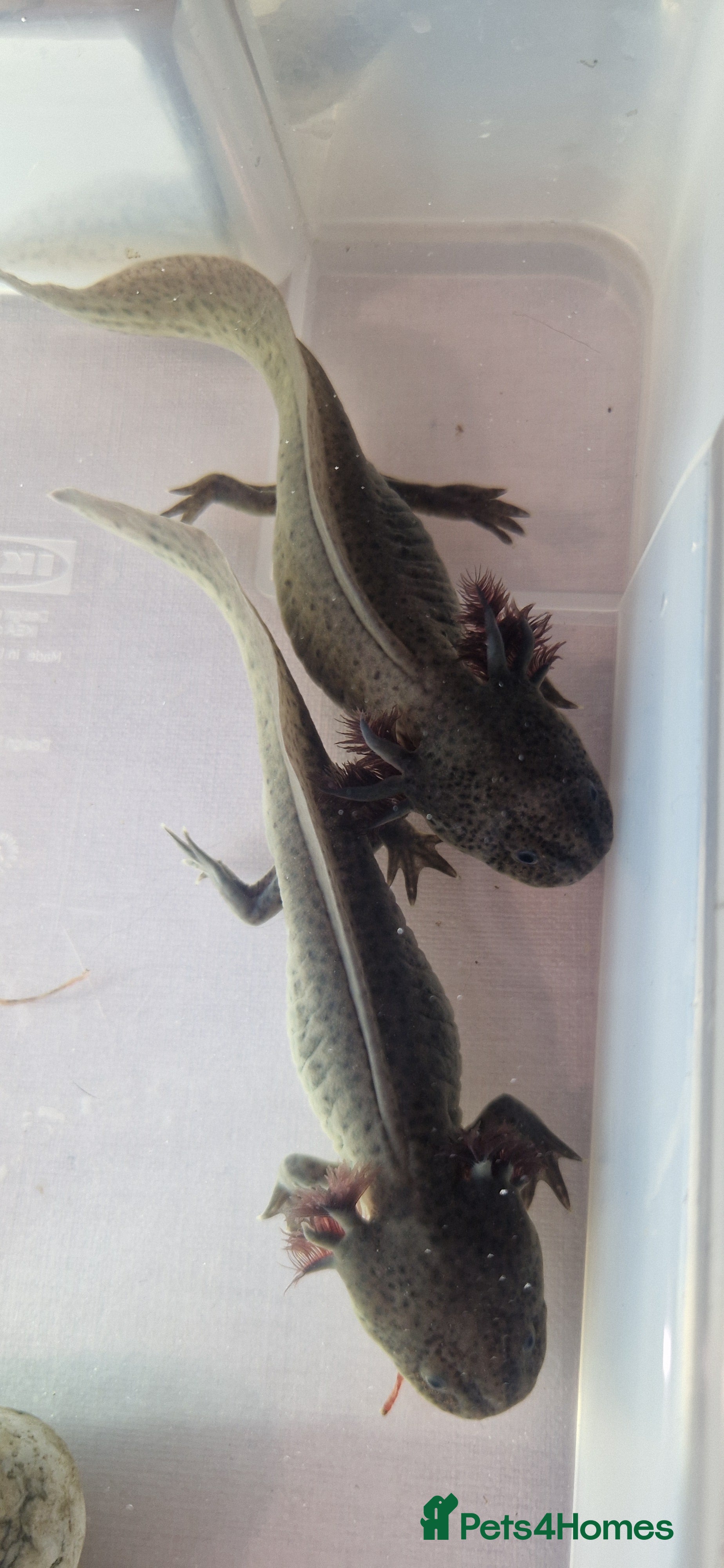 Axolotl reptiles Axolotls - Advert 5