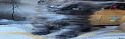 Mixed Breed cats for sale: Maine coon x - Advert 5