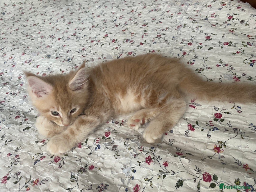 Maine Coon cats for sale: Maine coon kittens Russian/big - Advert 18