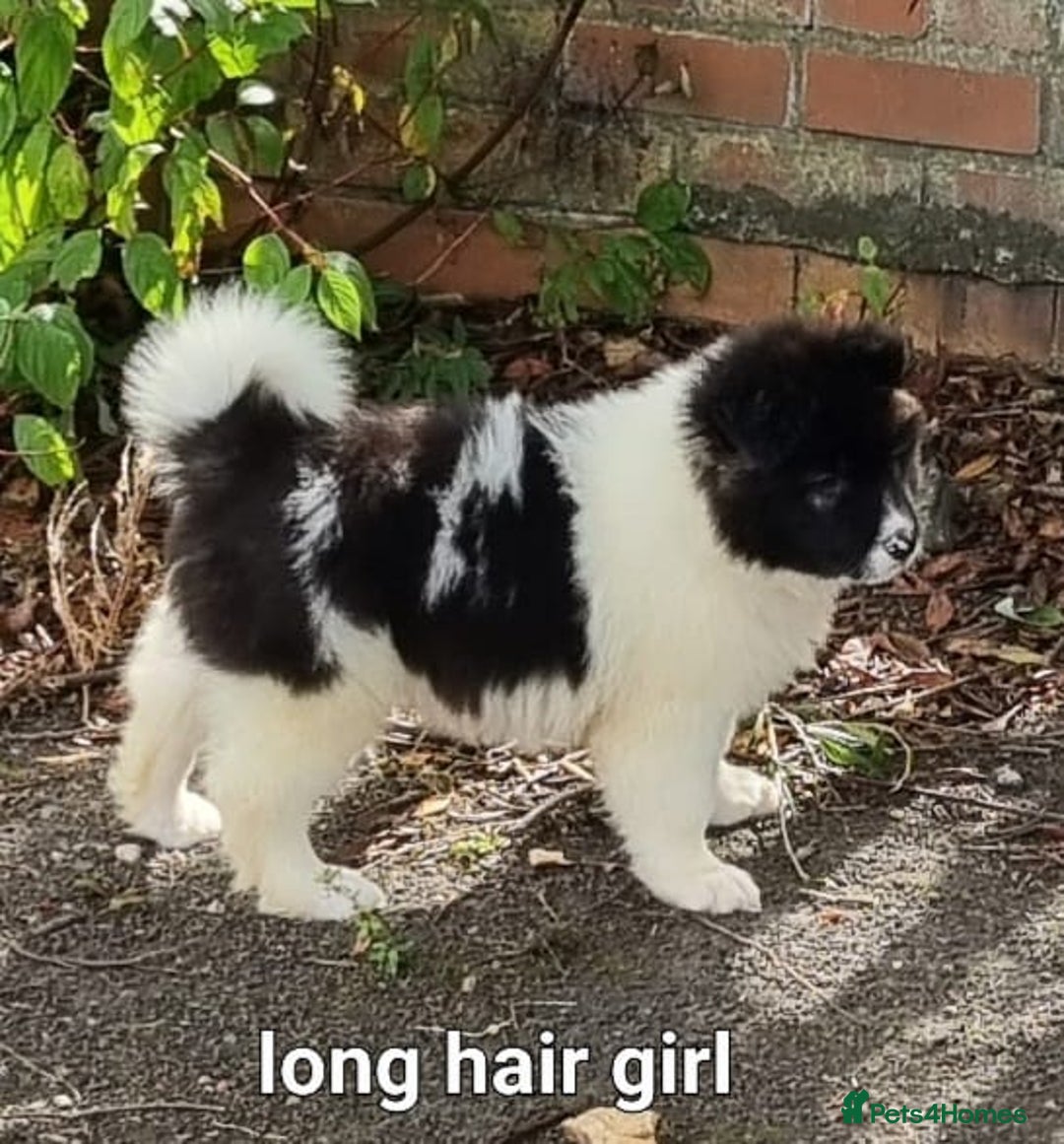 Akita dogs for sale: Akita pups READY in Sunderland - Image 9