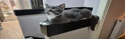 Mixed Breed cats for sale: Ragdol X Tuxedo Kittens -very affectionate lap cat - Advert 6
