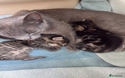 British Shorthair cats for sale: 2 beautiful girl kittens for sale - Image 7