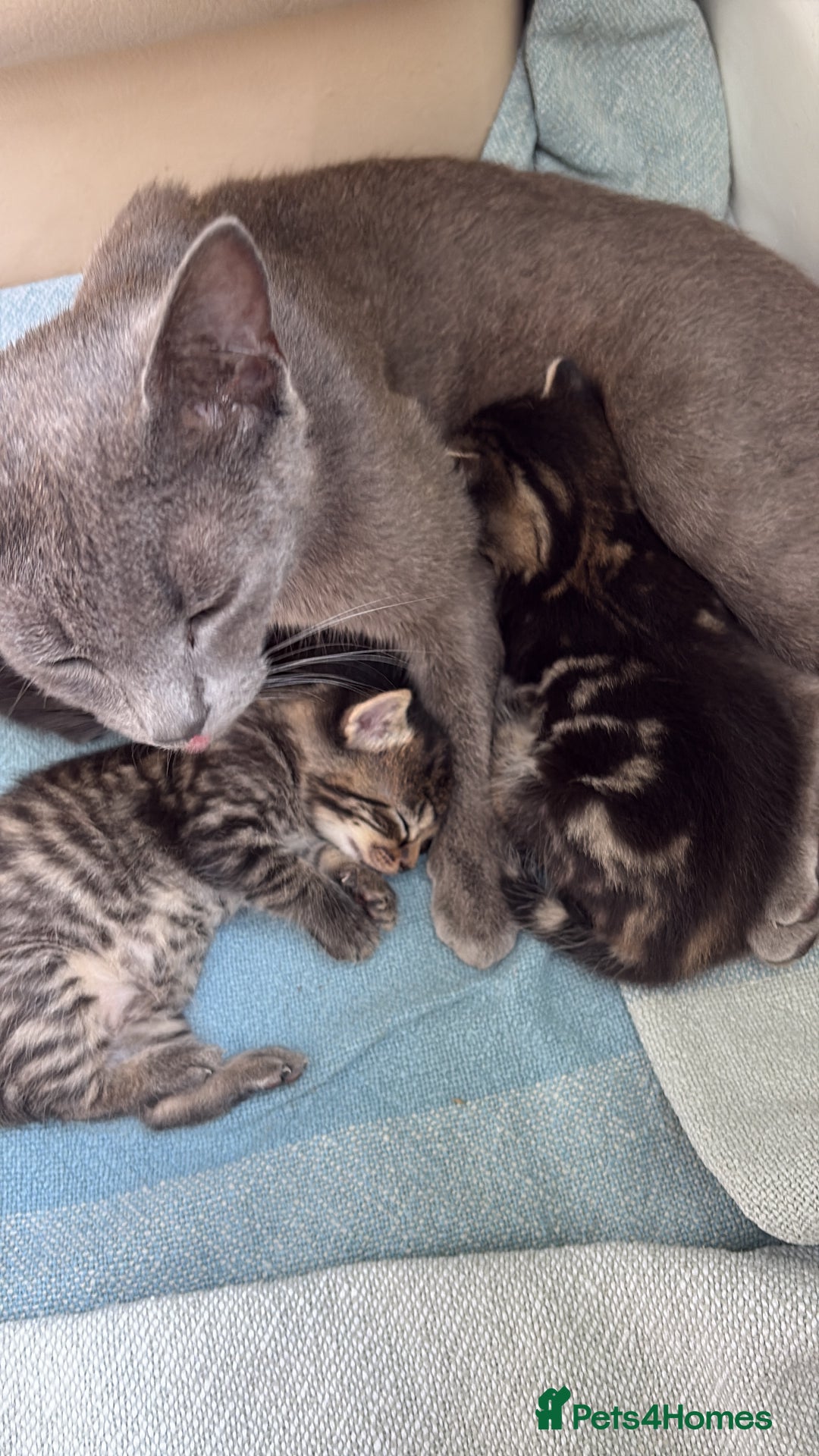 British Shorthair cats for sale: 2 beautiful girl kittens for sale - Image 7