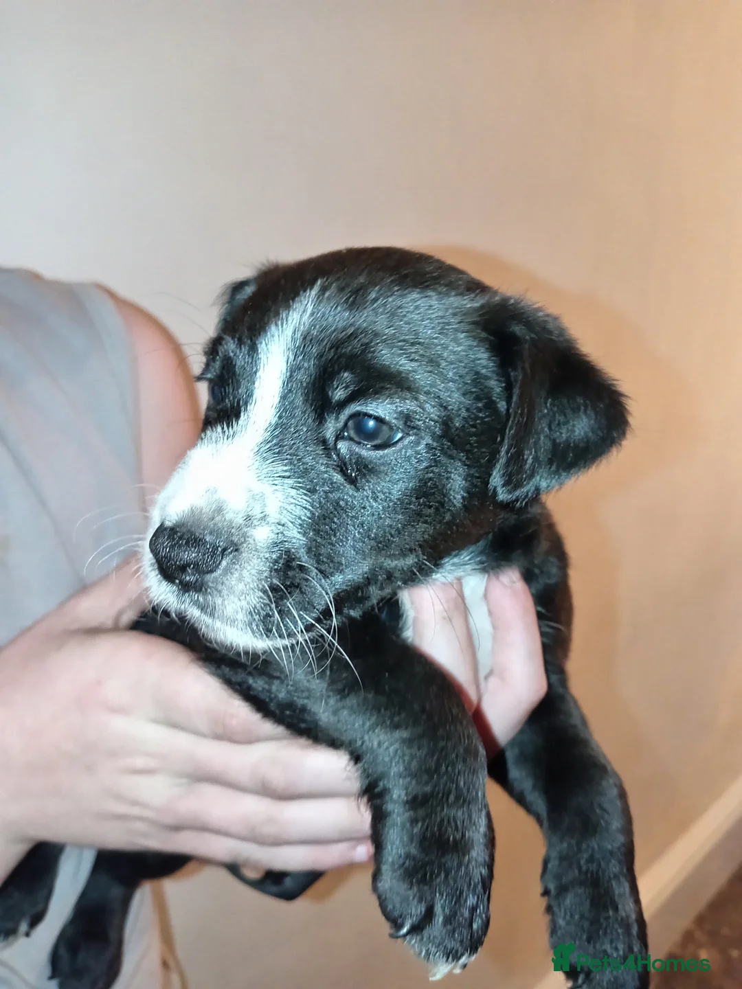 Patterjack dogs for sale: Patter Jack puppies - Advert 1