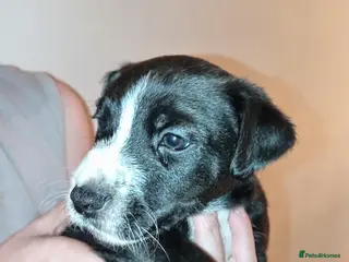 Patterjack dogs Patter Jack puppies - Advert 3