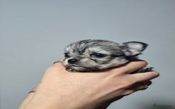 Chihuahua dogs for sale: Male Puppy Long haired Fawn and Sable Chihuahuas  - Advert 13