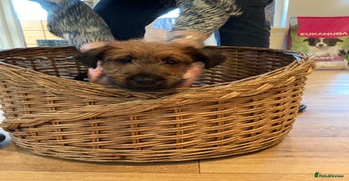 Irish Terrier dogs - Advert 7