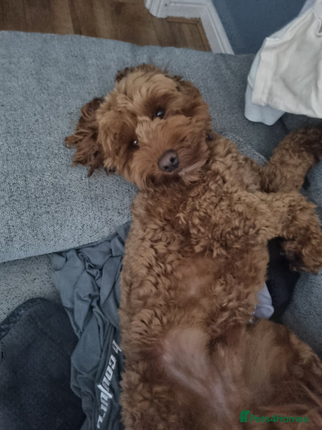 Cockapoo dogs for stud: Cockapoo  - Image 2