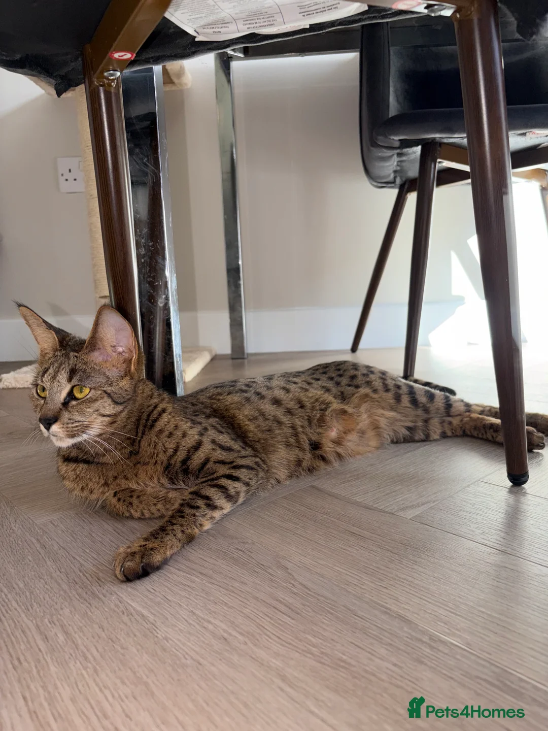Savannah cats for sale: TICA F3 Savannah Kittens - Luxe Cat co. in Blackpool - Advert 3