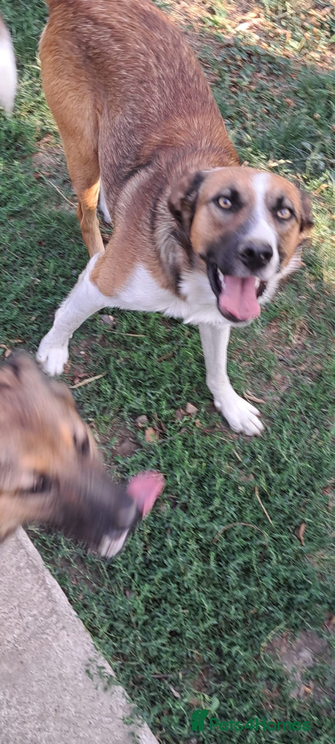 Mixed Breed dogs for adoption: BENNY - a faithful dog for a Loving Home - Image 22