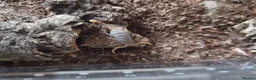 Mixed Breed reptiles for sale: Reptile collection up for sale - Advert 20