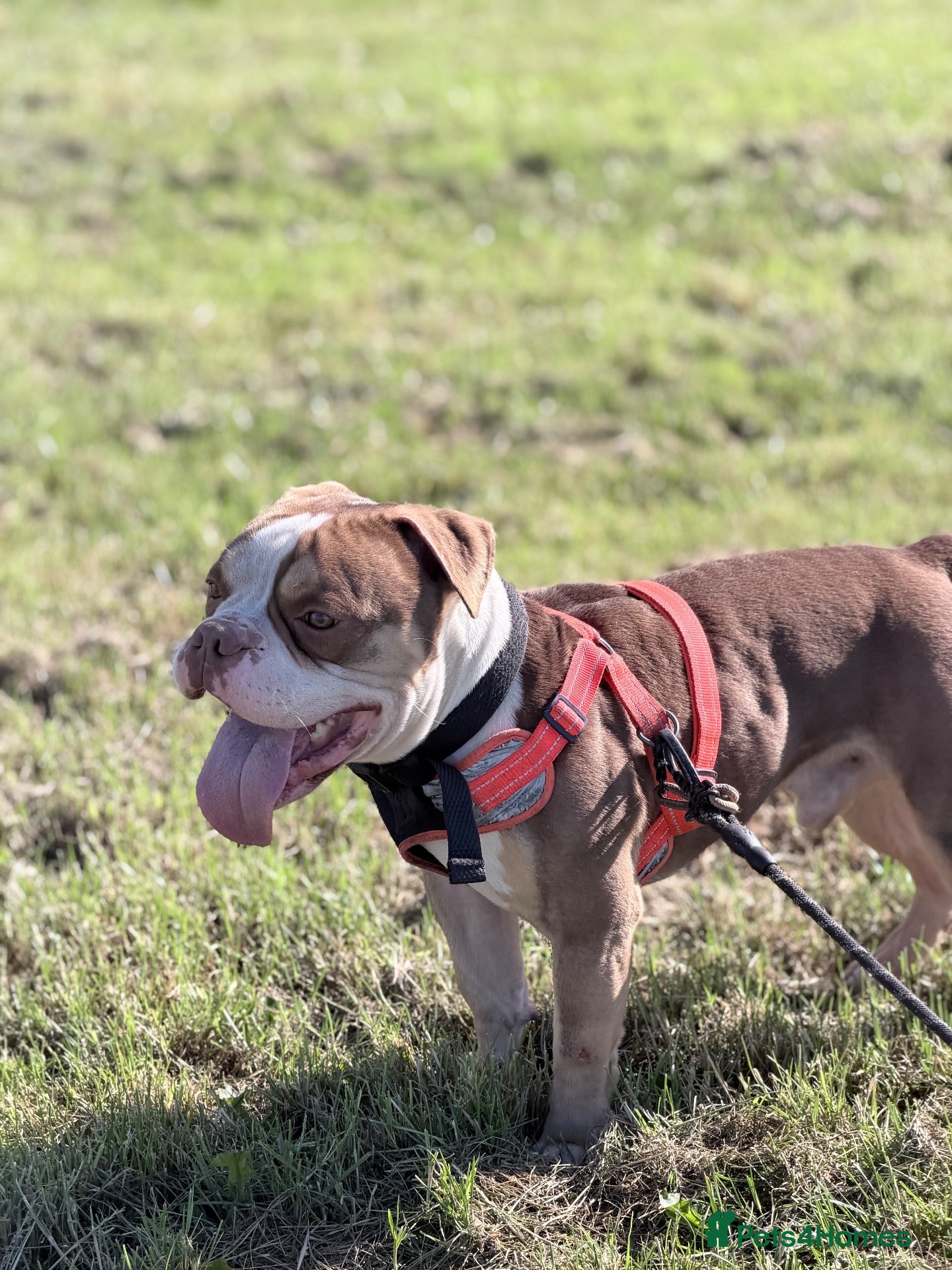 American Bully dogs Arlo - chocolate tri pocket bully🤎 - Advert 8