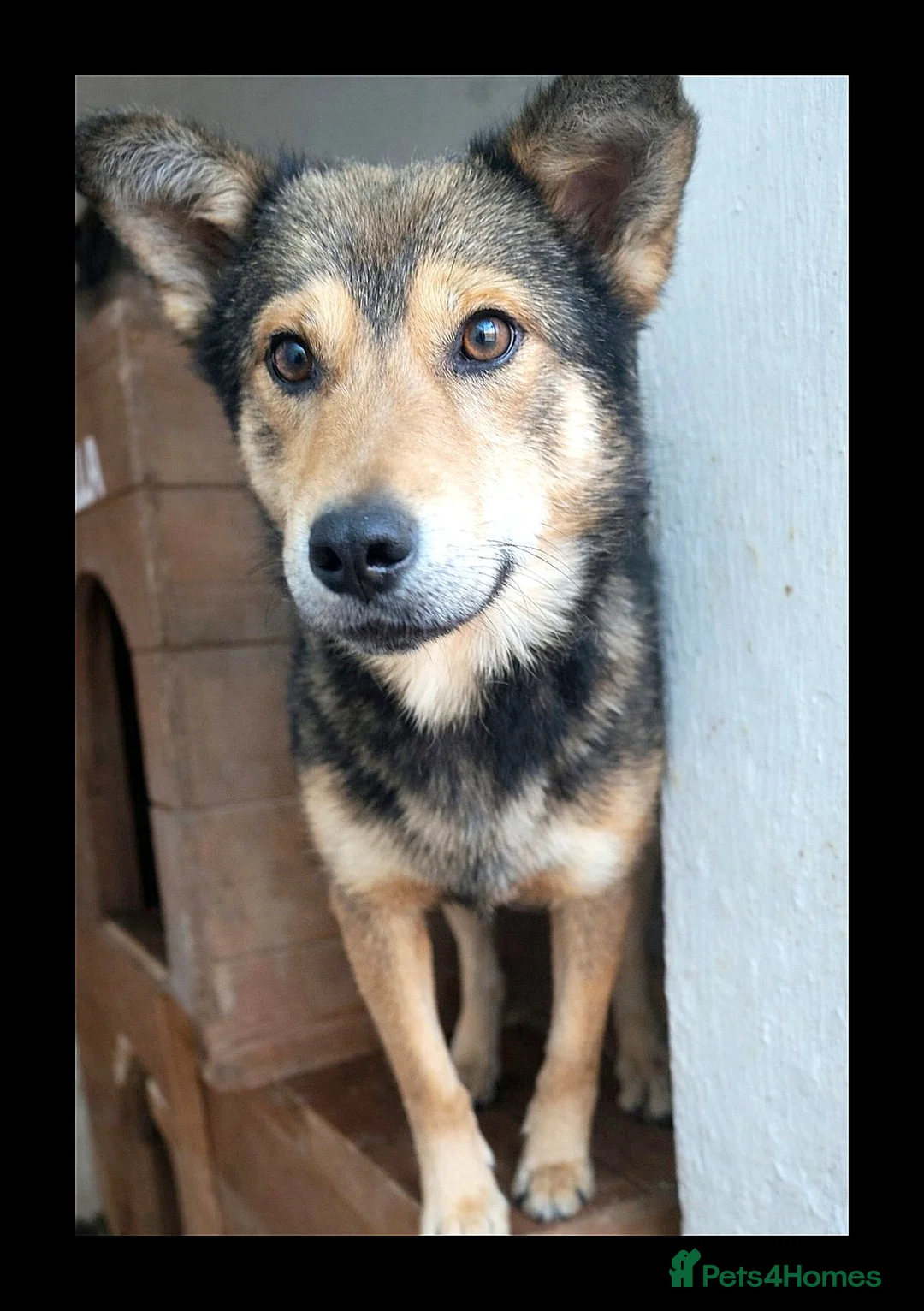 Mixed Breed dogs for adoption: 🐾 Meet Boaz. You’re going to love him 🤍🐾 - Advert 1
