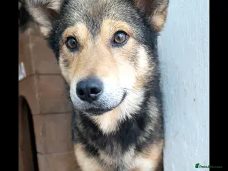 Mixed Breed dogs 🐾 Meet Boaz. You’re going to love him 🤍🐾 - Advert 10