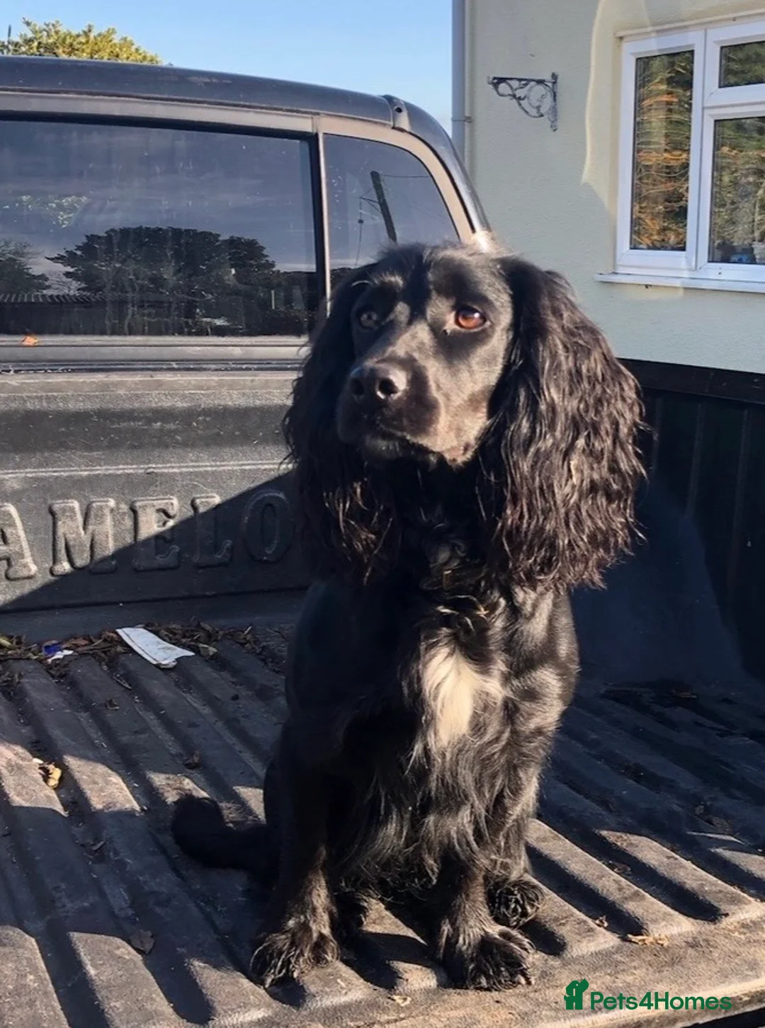 Sprocker dogs for sale: Sprocker puppies for sale  - Advert 17