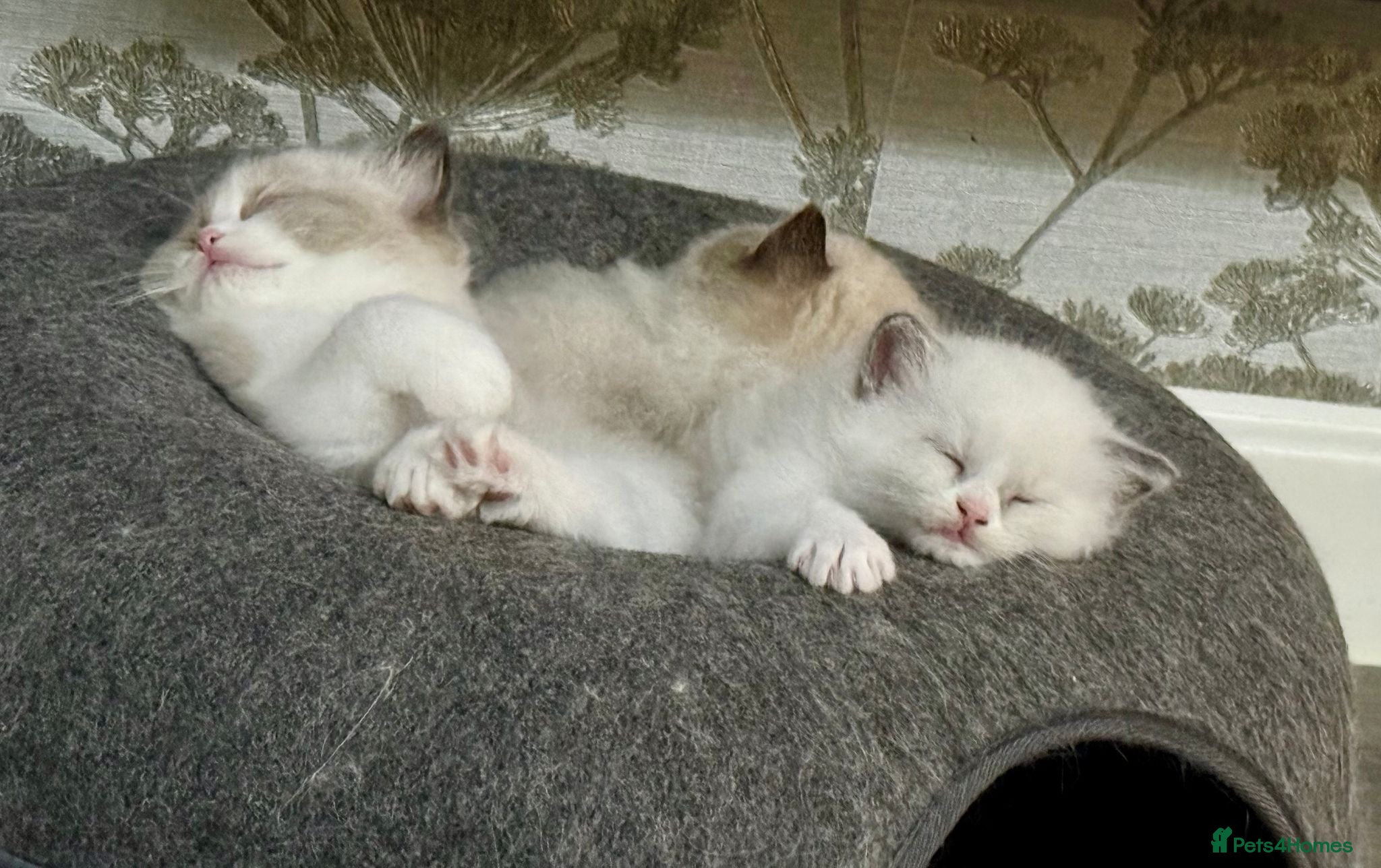 Ragdoll cats WORLD BEATIFUL RAGDOLL KITTEN / FIFE - Advert 2