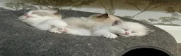 Ragdoll cats for sale: WORLD BEATIFUL RAGDOLL KITTEN / FIFE - Advert 1