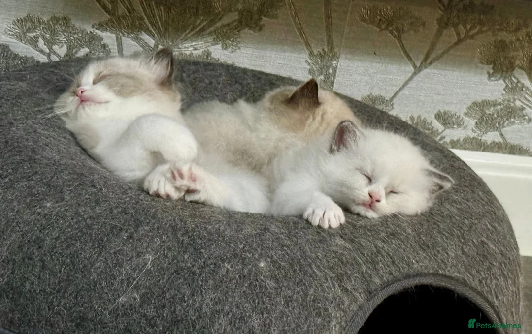 Ragdoll cats for sale: WORLD BEATIFUL RAGDOLL KITTEN / FIFE - Advert 1
