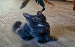 Maine Coon cats for sale: 🌟Ready now🌟 3 large Maine coons active available - Image 20