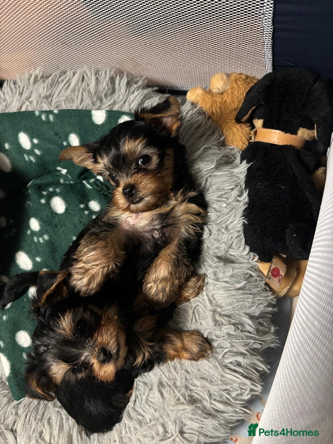 Yorkshire Terrier dogs for sale: ✨Four Adorable Yorkshire Terrier Puppies For Sale✨ - Advert 10