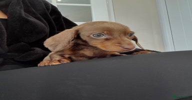 Miniature Dachshund dogs - Advert 1