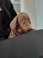 Miniature Dachshund dogs - Advert 1