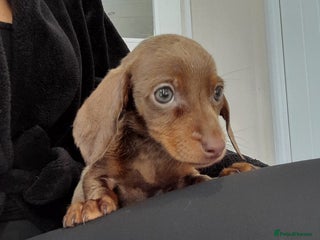 Miniature Dachshund dogs - Advert 3