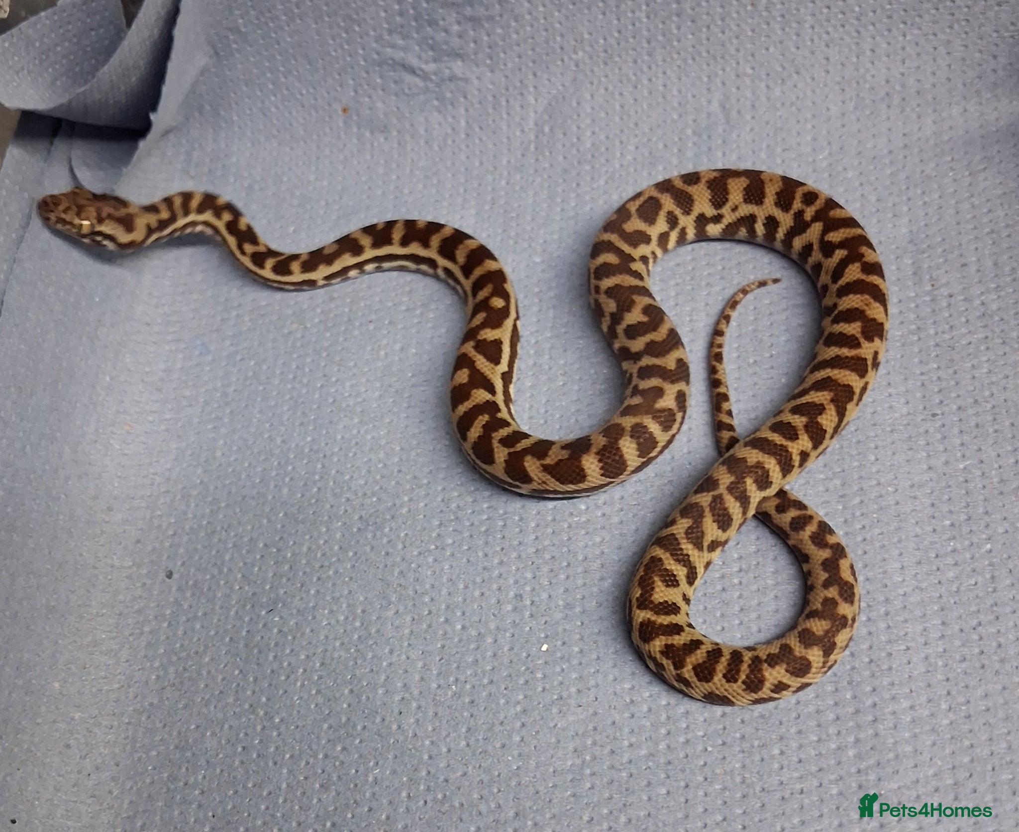 Python Snake reptiles WheatBelt Stimsons Pythons  - Advert 1