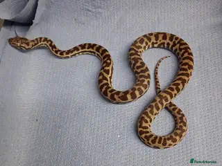 Python Snake reptiles WheatBelt Stimsons Pythons - Advert 1