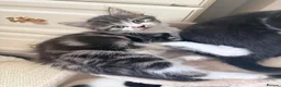 Mixed Breed cats for sale: Kittens looking for a lovable home.  - Advert 8