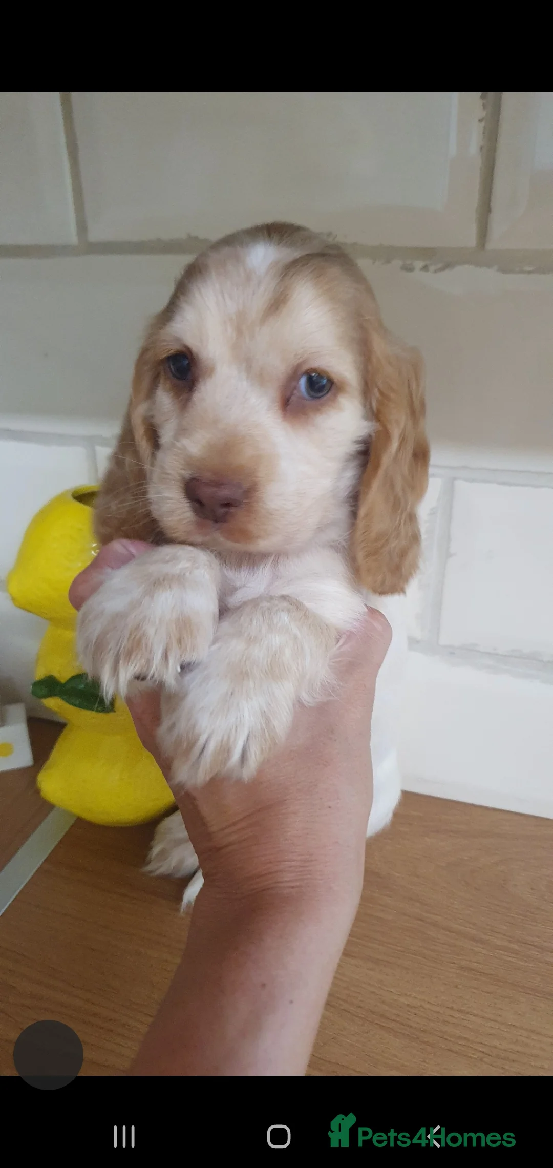 Cocker Spaniel dogs for stud: Show cocker Chocolate Roan stud - Advert 14