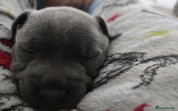 Staffordshire Bull Terrier dogs for sale: Blue/ Fawn Staffordshire Bull Terrier puppies  - Advert 5
