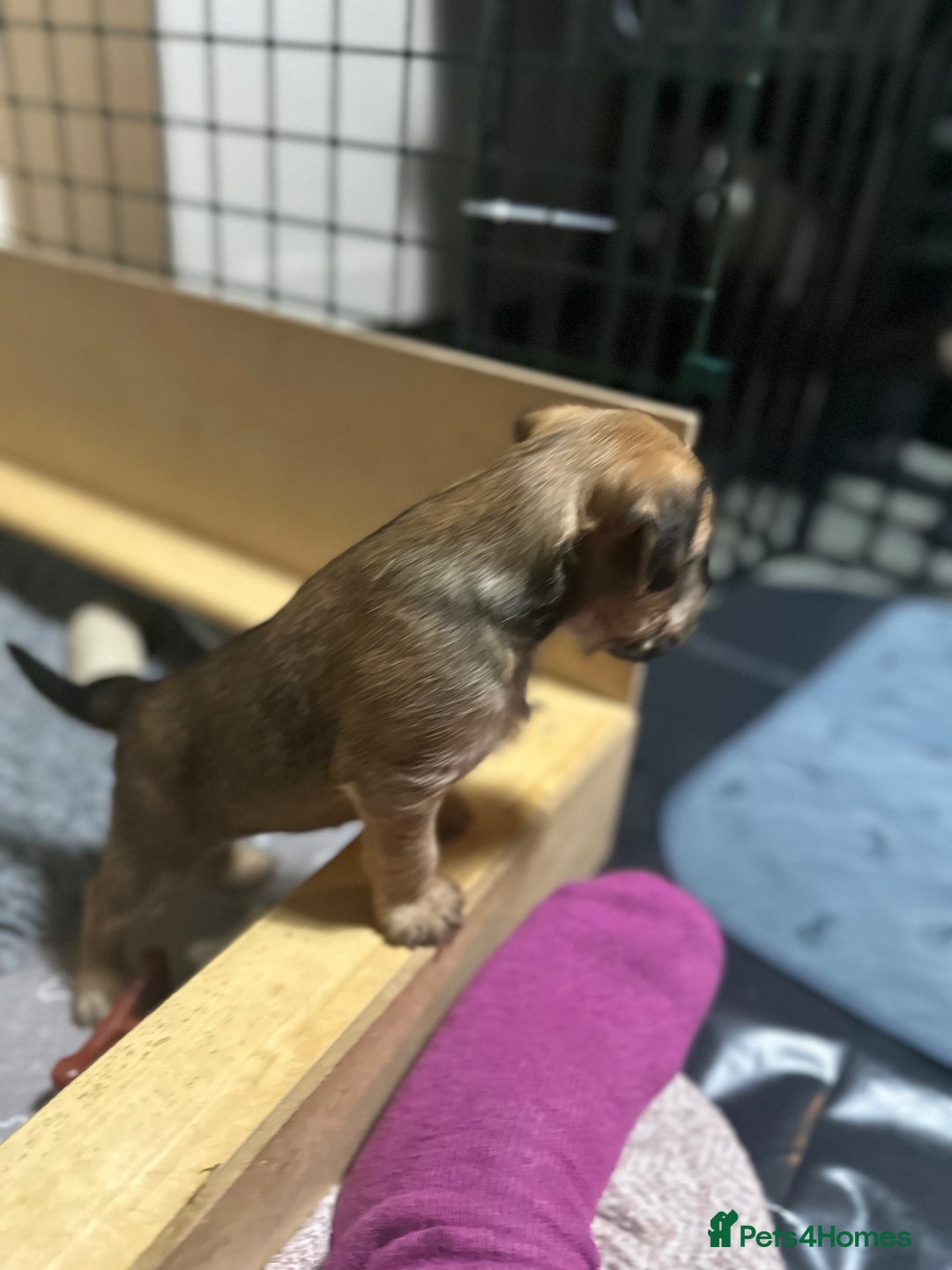 Patterdale Terrier dogs for sale: 5 Gorgeous Patterdale Puppies  - Advert 9