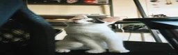 British Longhair cats for sale: We are a bonded pair looking for our forever home! - Advert 6