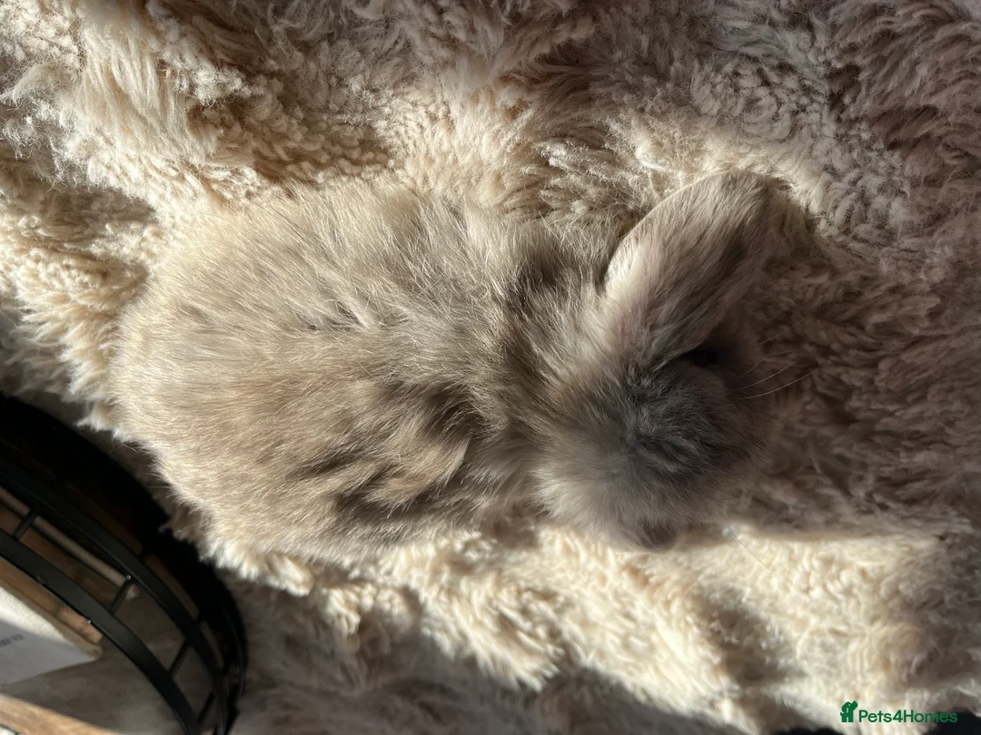 Mini Lop rabbits for sale: Mini Lops looking for their forever home 🏡 - Advert 7