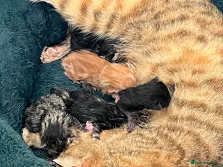 Bengal cats Bengal Mixed Kittens- Ready now! - Advert 2