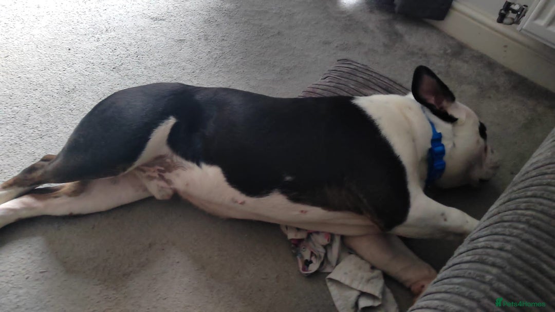 English Bulldog dogs for sale: Frank - Advert 9