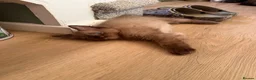 Ragdoll cats for sale: Tica Registered Mink Ragdolls - Advert 32