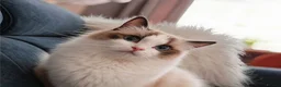 Ragdoll cats for sale: Raised with Love, looking for Forever homes - Advert 9