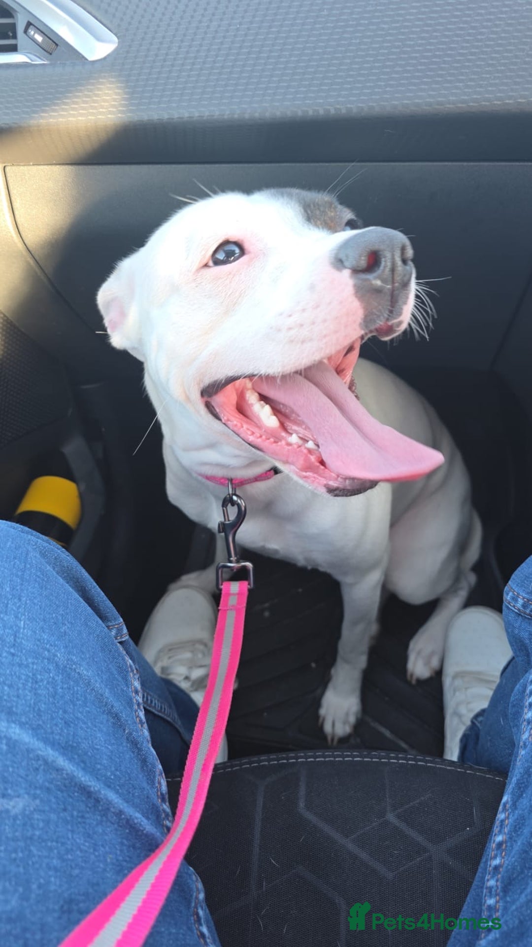 Mixed Breed dogs for sale: Daisy - Advert 6