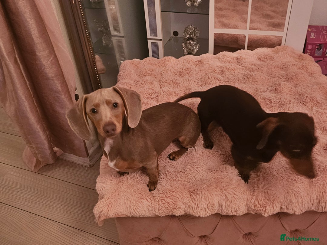 Miniature Dachshund dogs for sale: 10 month old pedegree minature dashound - Advert 5