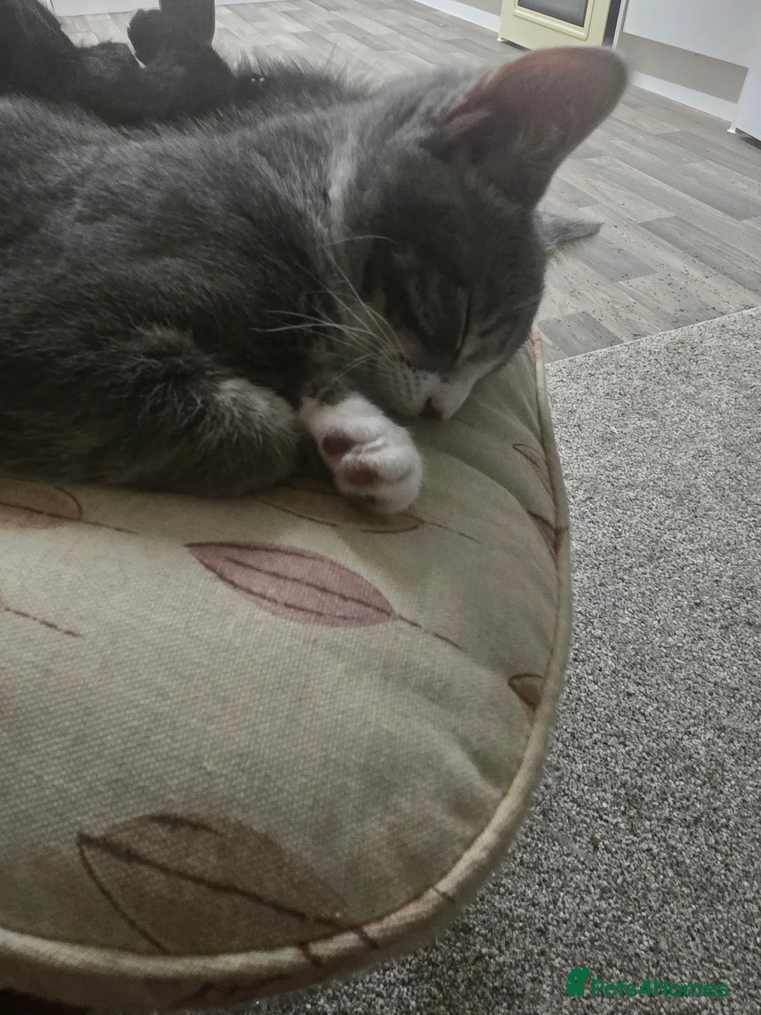 Mixed Breed cats for sale: 2 adorable kittens for sale £50 ONO - Advert 25