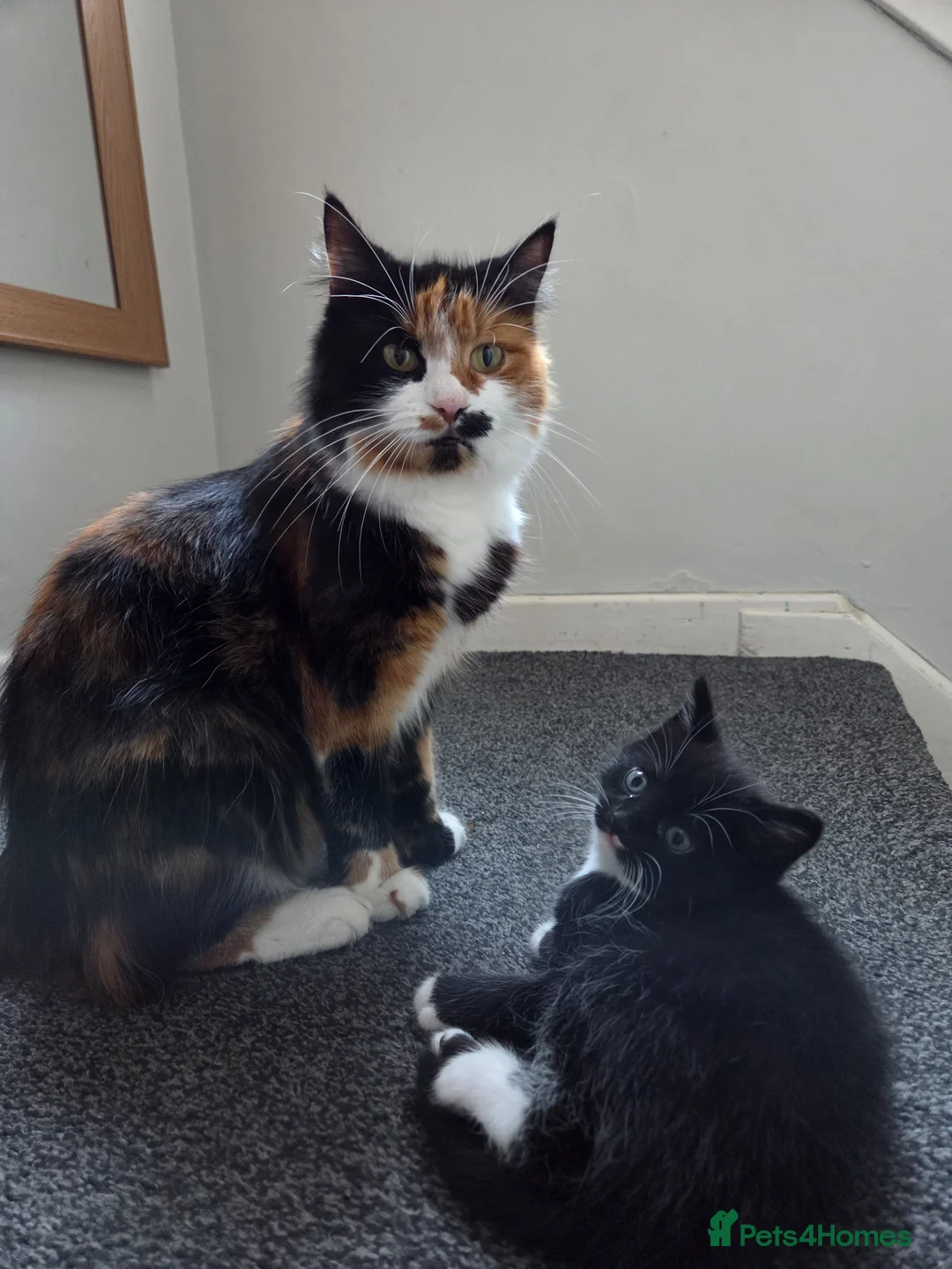 Mixed Breed cats for sale: 3 kittens mixed breed  in Lincoln - Advert 1