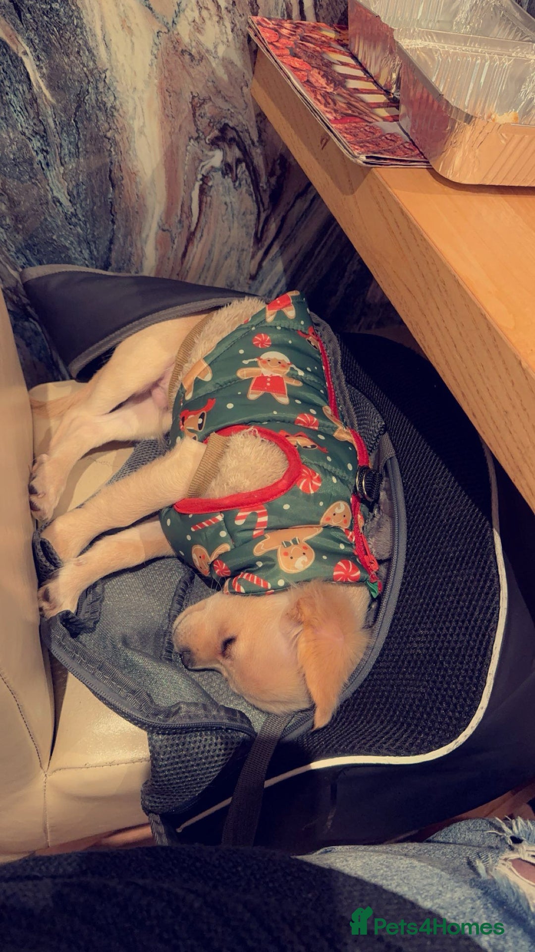 Chihuahua dogs for sale: Coco looking for home - Image 8